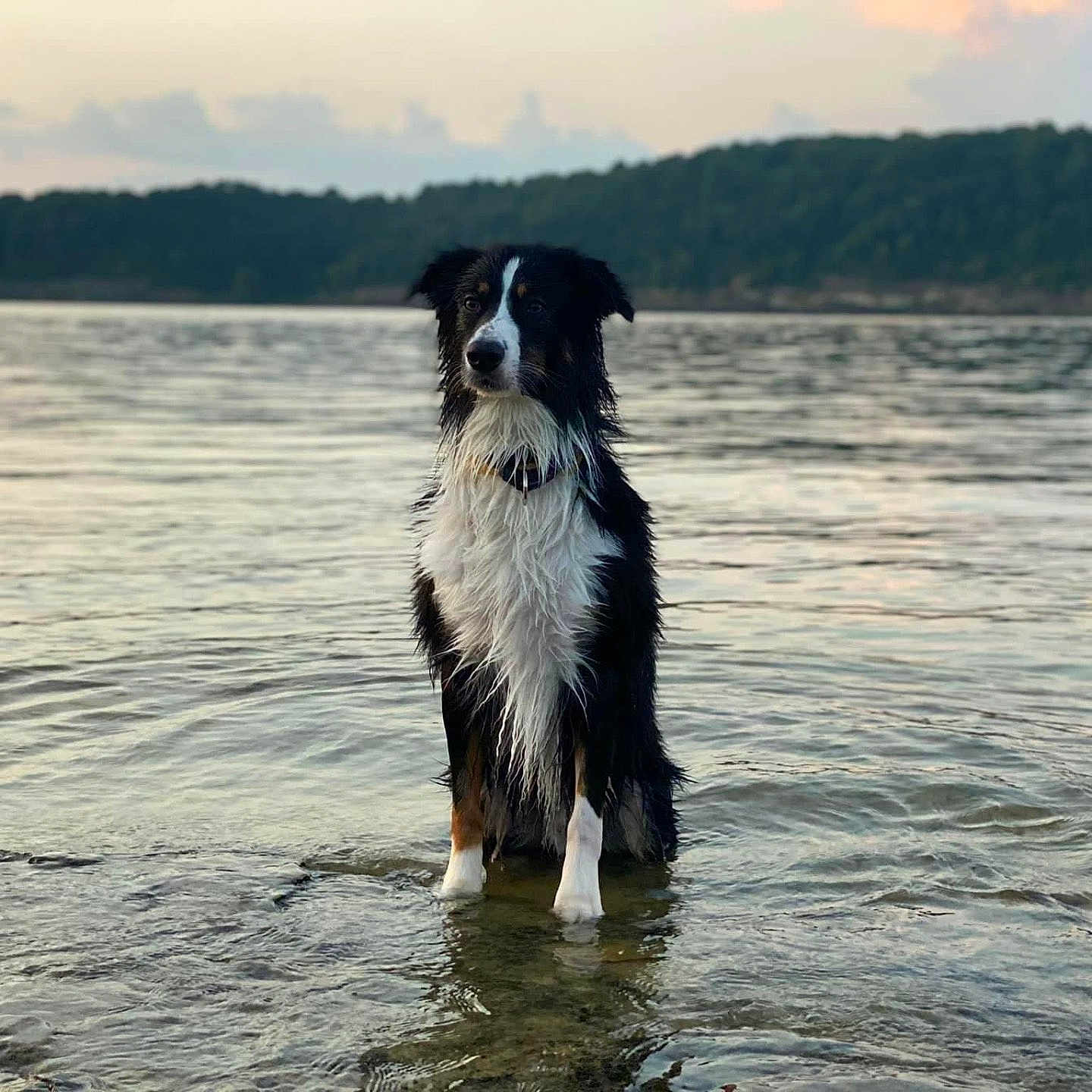 Luca is registered to the contest to win money with this photo: animal, appenzeller, beach, canine, coast, cockerspaniel, collie, dog, horizon, lake, nature, outdoors, pet, puppy, ripple, scenery, sea, shoreline, sky, water