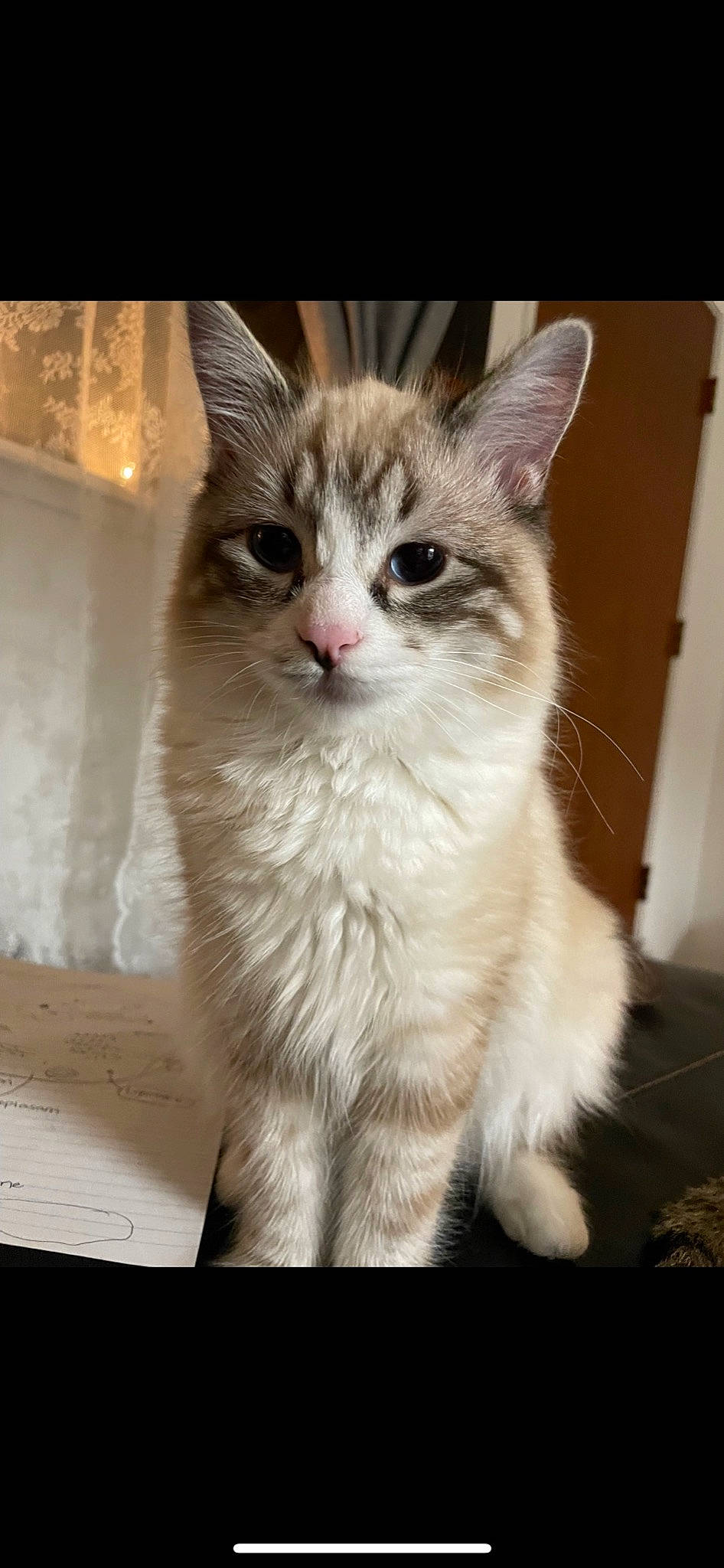 Luna is registered to the contest to win money with this photo: carnivore, cat, claw, domestic_short_haired_cat, eye, fawn, felidae, fur, iris, paw, photo_caption, sitting, small_to_medium_sized_cats, snout, tail, whiskers, window