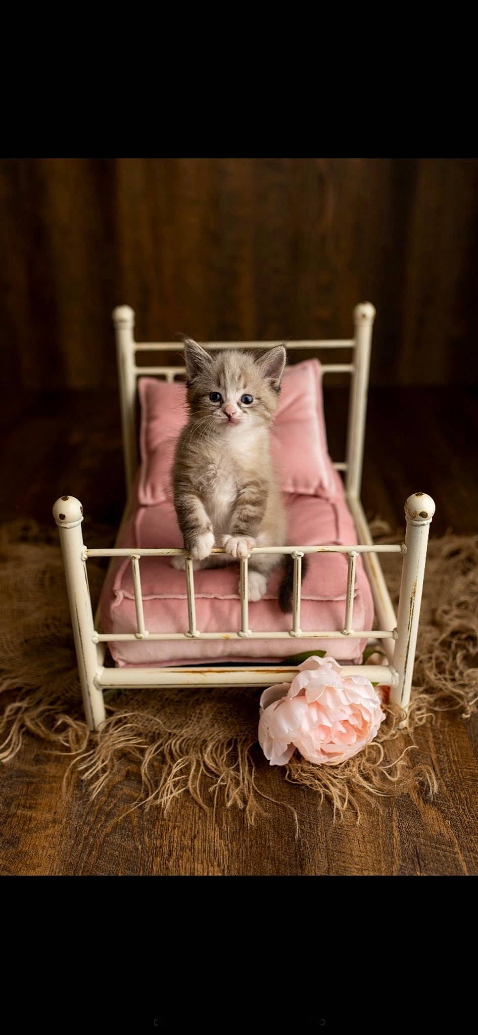 Luna is registered to the contest to win money with this photo: basket, bowl, cage, carnivore, cat, cat_supply, domestic_short_haired_cat, fawn, felidae, fur, grey, pet_supply, pink, serveware, sitting, small_to_medium_sized_cats, tableware, tail, whiskers, wood