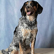 Pirate participe au concours pour gagner de l'argent avec cette photo : dog, speckled, sitting, floppy_ears, brown, black, white, pet, canine, fur, portrait, indoor, blanket, cozy, animal, friendly, alert, studio, cute, companion