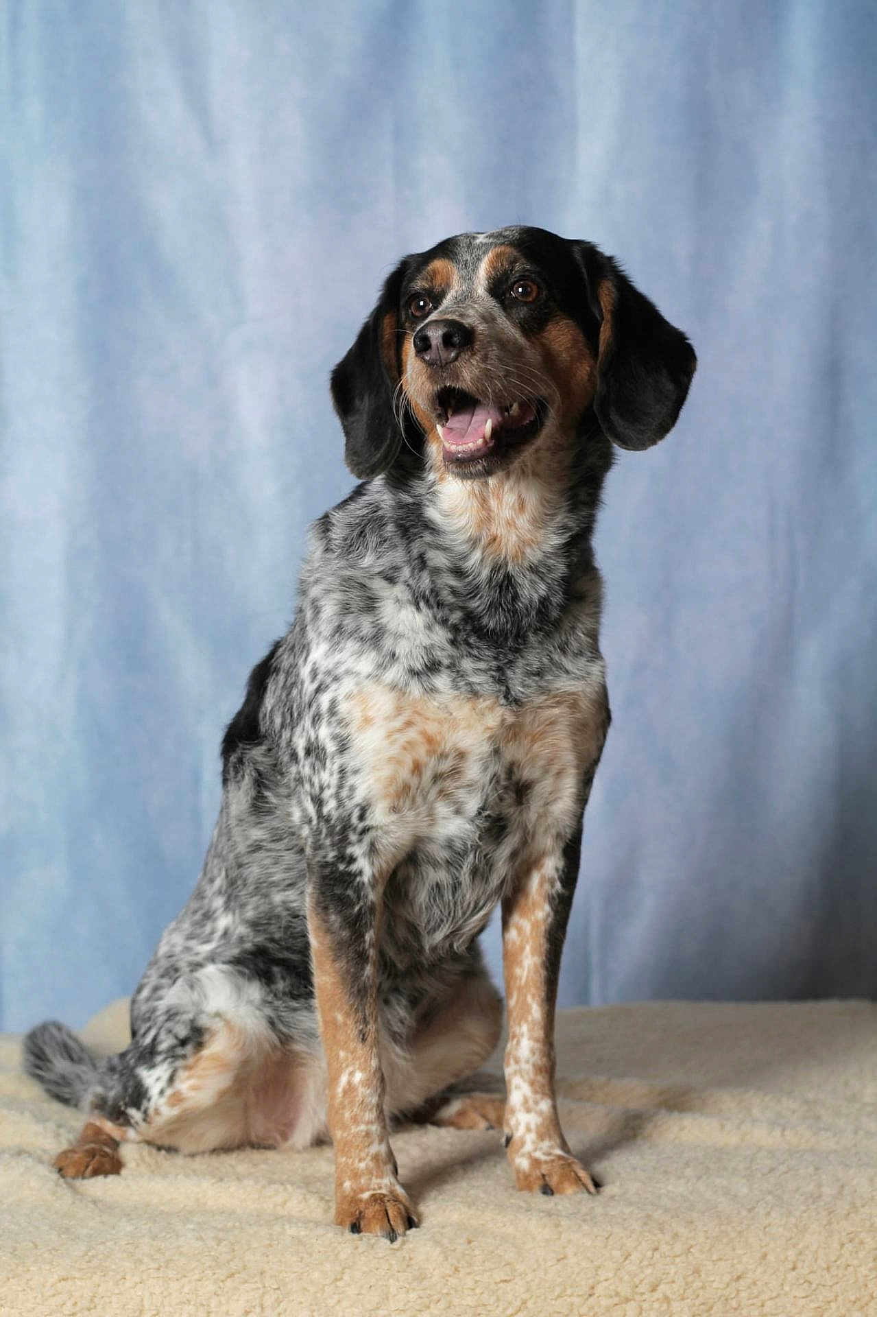 Pirate participe au concours pour gagner de l'argent avec cette photo : dog, speckled, sitting, floppy_ears, brown, black, white, pet, canine, fur, portrait, indoor, blanket, cozy, animal, friendly, alert, studio, cute, companion
