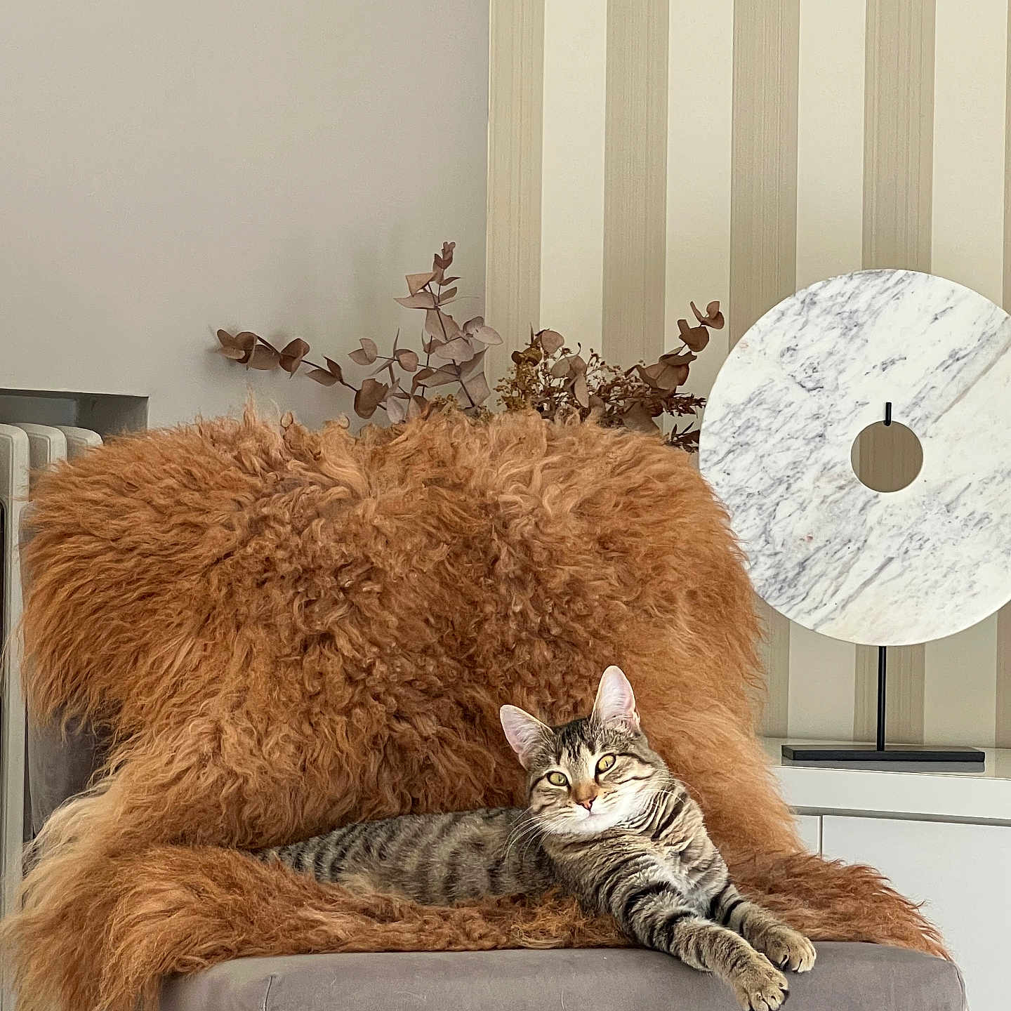 Malia a rejoint le concours — aidez-le/la à gagner de superbes lots ! animal, cat, chair, cozy, decor, ears, fluffy_throw, furniture, houseplant, indoor, marble_sculpture, paws, pet, radiator, relaxed, resting, striped, striped_wall, tabby_cat, whiskers