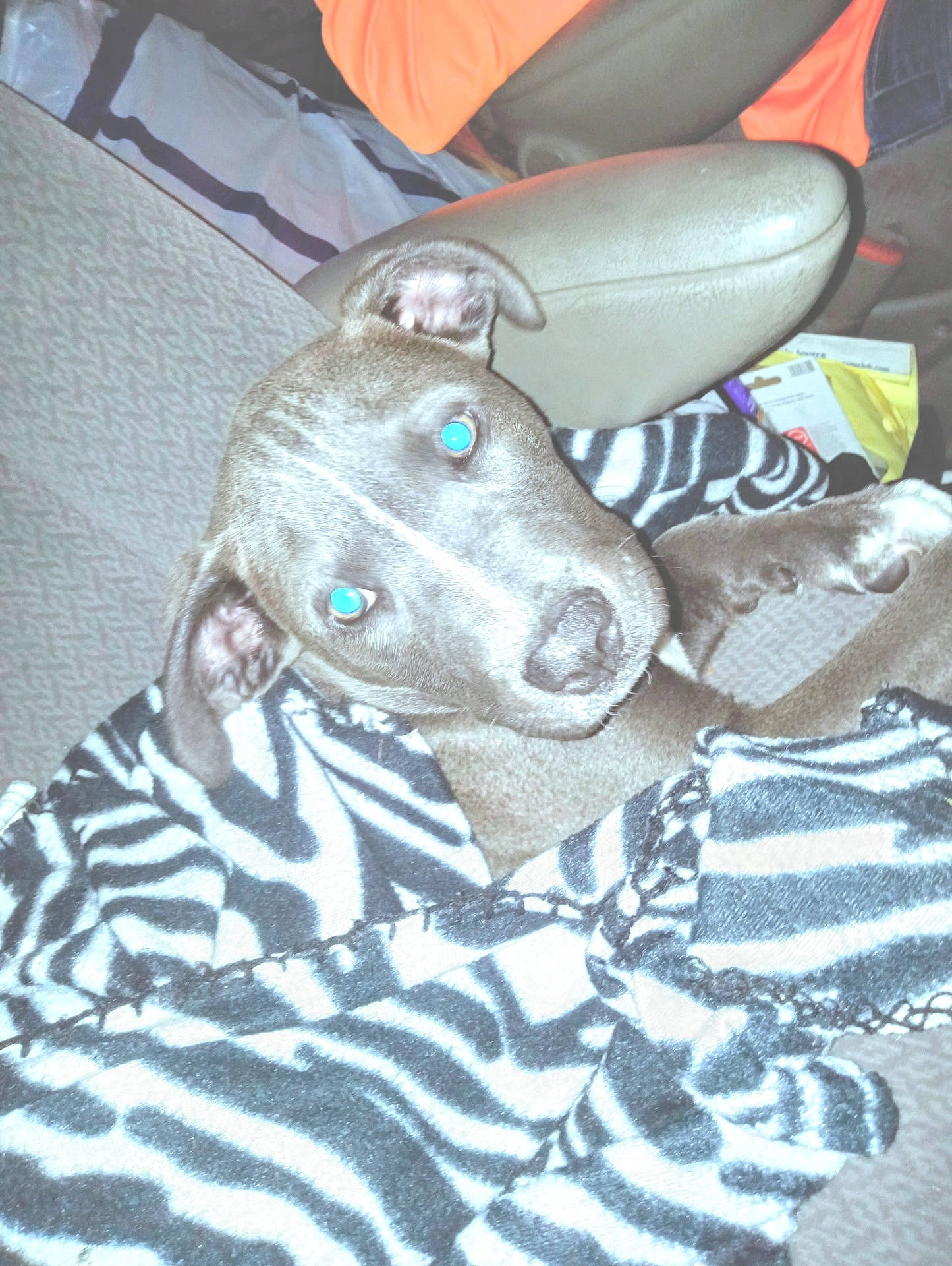 Roscoe joined the competition — help win amazing prizes! animal, ball, blanket, canine, cushion, dog, face, football, head, homedecor, hound, indoors, linen, person, pet, photography, portrait, puppy, sleeping, soccer