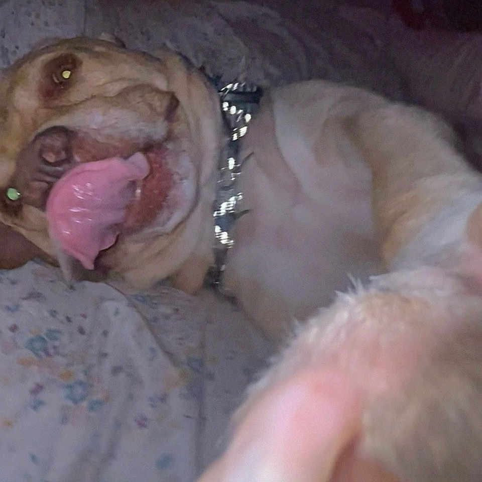 Hoss is registered to the contest to win money with this photo: dog, bulldog, yawning, tongue, sleepy, lying_down, collar, pet, animal, close_up, indoor, bed, blanket, fur, wrinkles, pink_tongue, flash_photography, low_light, funny, portrait