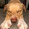 Hoss is registered to the contest to win money with this photo: dog, sleeping, resting, carpet, indoors, portrait, close_up, floppy_ears, paws, claws, nose, brown_fur, tan_fur, sunglasses, cute, funny, relaxed, lying_down, pet, floor
