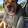 Hoss joined the competition — help win amazing prizes! animal, brown_fur, canine, car, close_up, collar, daytime, dog, happy, interior, nature, pet, portrait, relaxing, seat, sky, sunlight, tongue_out, transport, window