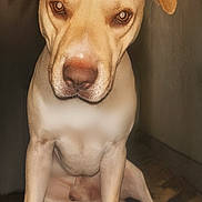 Hoss is registered to the contest to win money with this photo: dog, canine, tan_dog, sitting, portrait, close_up, floppy_ears, brown_eyes, large_nose, short_fur, indoors, home, corner, floor, rug, wooden_wall, warm_lighting, front_facing, pet, animal