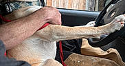 Hoss joined the competition — help win amazing prizes! dog, pit_bull, car, driver, steering_wheel, passenger, human, rain, raindrops, window, vehicle, seat, harness, leash, paw, front_seat, outdoor, portrait, road_trip, funny
