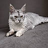 Artic participe au concours pour gagner de l'argent avec cette photo : alert_eyes, animal, cat, close_up, domestic_cat, ears, feline, fluffy_fur, fur_texture, gray_background, indoor, lying_down, muzzle, paws, pet, portrait, resting, silver_gray, soft_surface, whiskers