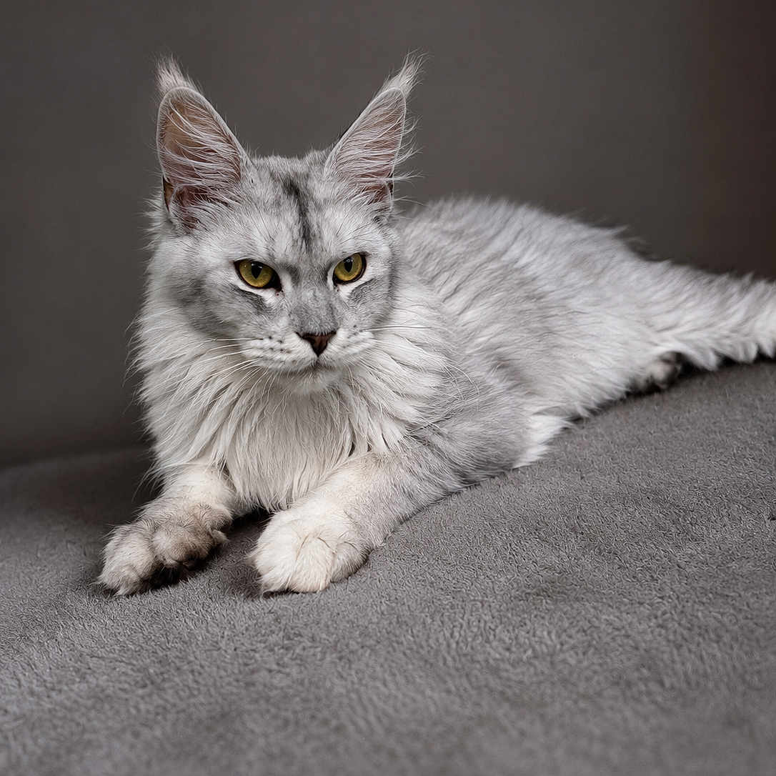 Artic participe au concours pour gagner de l'argent avec cette photo : alert_eyes, animal, cat, close_up, domestic_cat, ears, feline, fluffy_fur, fur_texture, gray_background, indoor, lying_down, muzzle, paws, pet, portrait, resting, silver_gray, soft_surface, whiskers