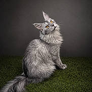 Artic a rejoint le concours — aidez-le/la à gagner de superbes lots ! amber_eyes, animal, background, cat, curious, domestic_cat, ears, feline, fluffy, grass, greenery, long_fur, looking_up, pet, portrait, silver_gray, sitting, studio, tail, whiskers