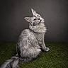 amber_eyes, animal, background, cat, curious, domestic_cat, ears, feline, fluffy, grass, greenery, long_fur, looking_up, pet, portrait, silver_gray, sitting, studio, tail, whiskers