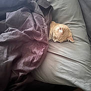 Lucy is registered to the contest to win money with this photo: cat, sleeping, blanket, pillow, bed, cozy, nap, indoor, fur, rest, cute, pet, comfort, relaxation, animal, feline, soft, domestic, quiet, peaceful