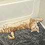 cat, orange_tabby, stretching, towel, bathtub, bathroom, floor, relaxed, feline, pet, domestic_cat, curious, upside_down, whiskers, fur, tail, ears, eyes, indoor, resting