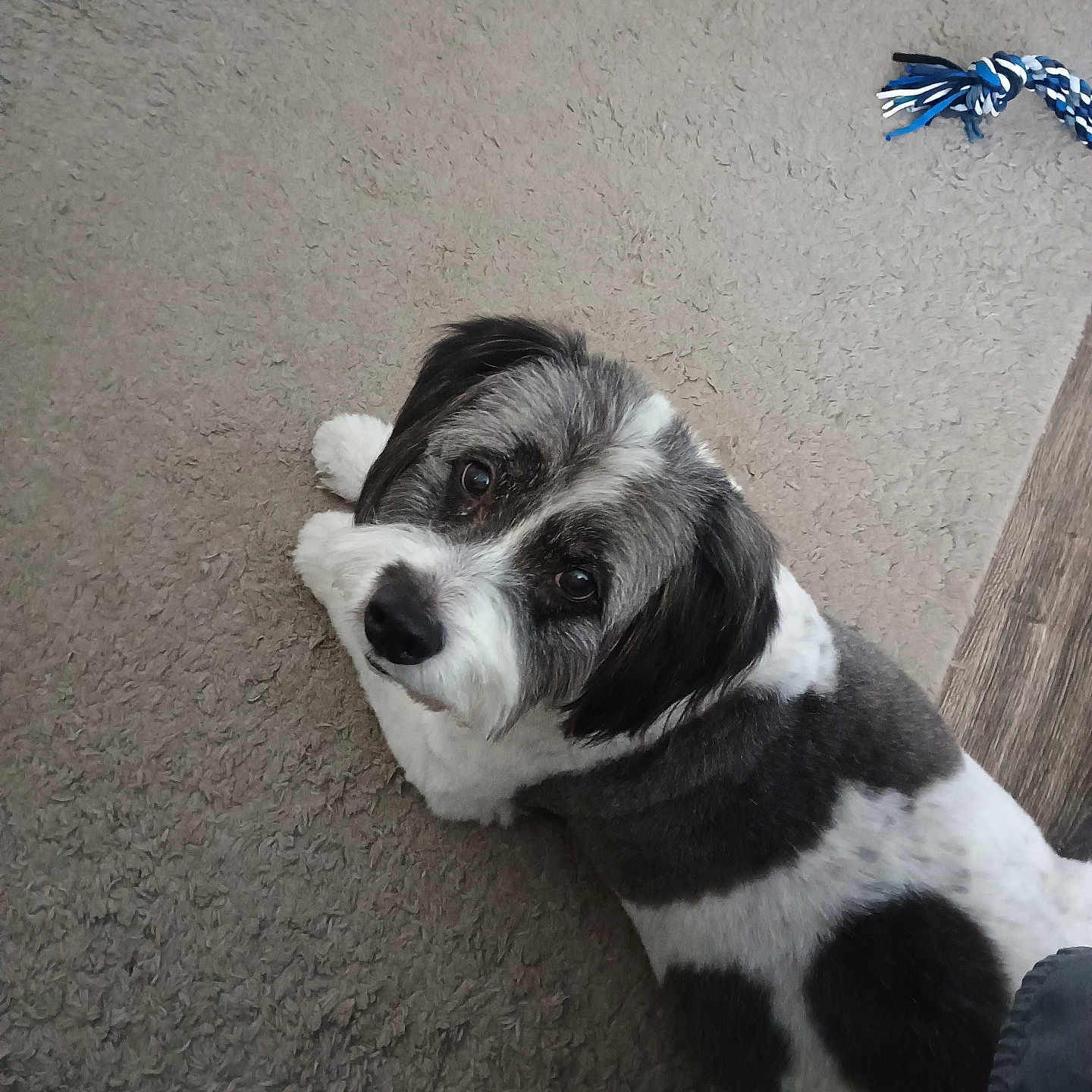 Rocky joined the competition — help win amazing prizes! animal, black_and_white, canine, carpet, companion, curious, cute, dog, domestic, floor, friendly, fur, home, indoor, looking_up, lying_down, pet, playful, relaxed, rope_toy
