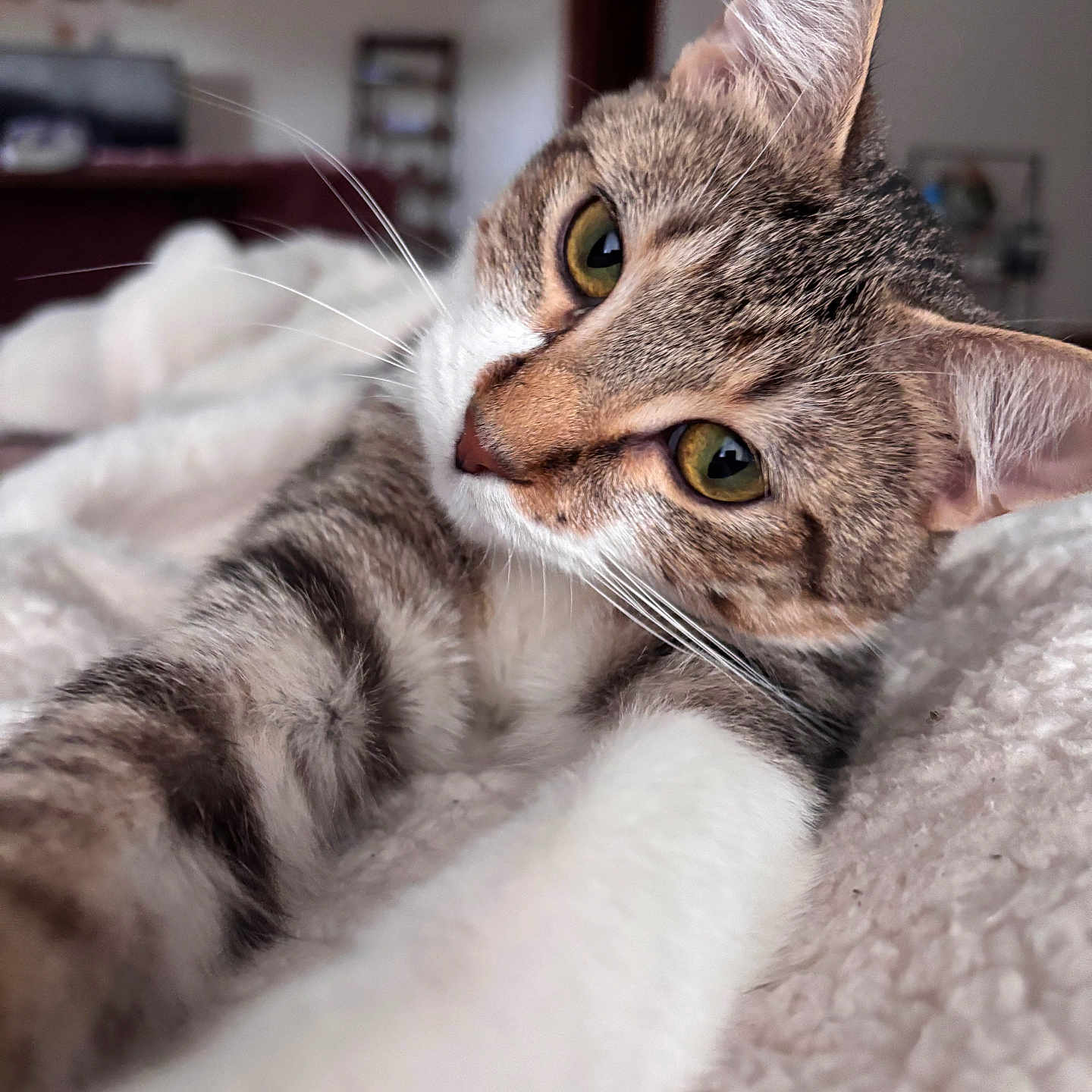 Petey is registered to the contest to win money with this photo: abyssinian, animal, blanket, cat, couch, furniture, kitten, manx, pet