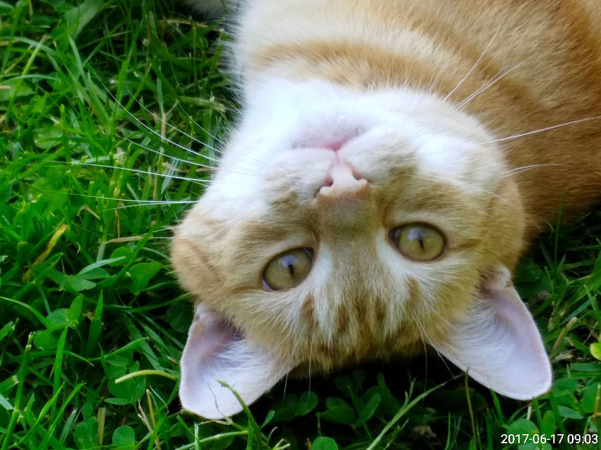 Numpty is registered to the contest to win money with this photo: canidae, carnivore, cat, claw, domestic_short_haired_cat, fawn, felidae, fur, grass, groundcover, herb, paw, plant, reef, small_to_medium_sized_cats, snout, tail, terrestrial_animal, whiskers, wildlife