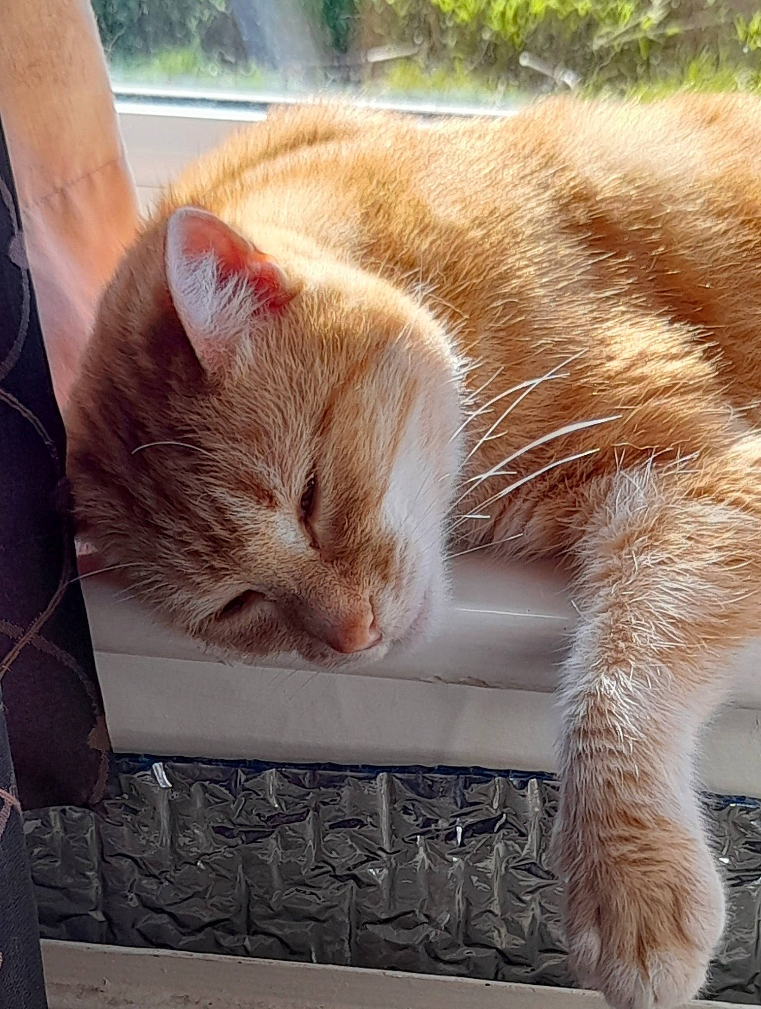 Numpty is registered to the contest to win money with this photo: carnivore, cat, cat_supply, claw, comfort, domestic_short_haired_cat, fawn, felidae, fur, human_leg, leg, nap, paw, sitting, small_to_medium_sized_cats, snout, tail, terrestrial_animal, whiskers, window