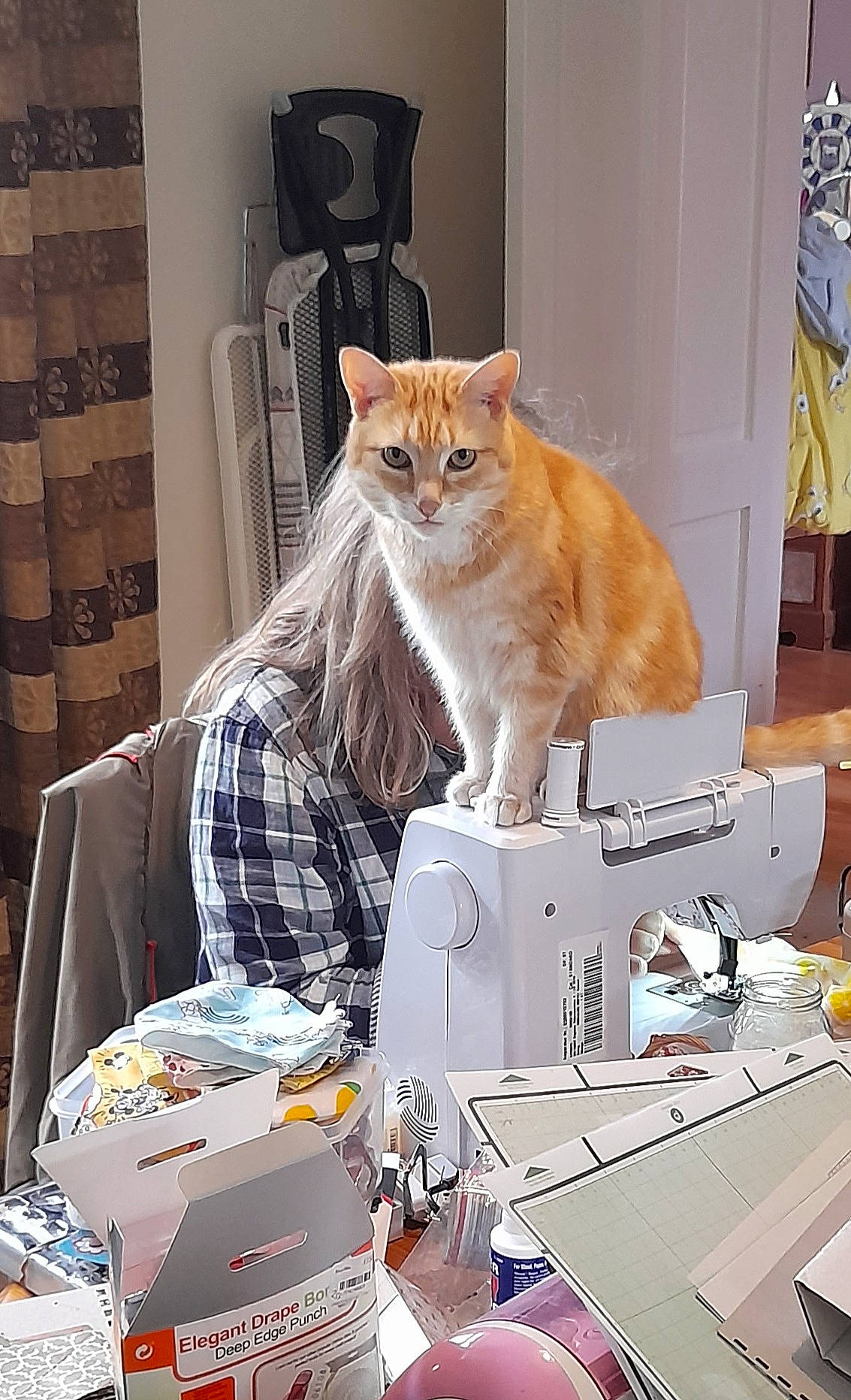 Numpty is registered to the contest to win money with this photo: art, carnivore, cat, curtain, domestic_short_haired_cat, fawn, felidae, fur, home_appliance, machine, office_equipment, office_supplies, output_device, plaid, sewing, sewing_machine, sitting, small_to_medium_sized_cats, tail, whiskers