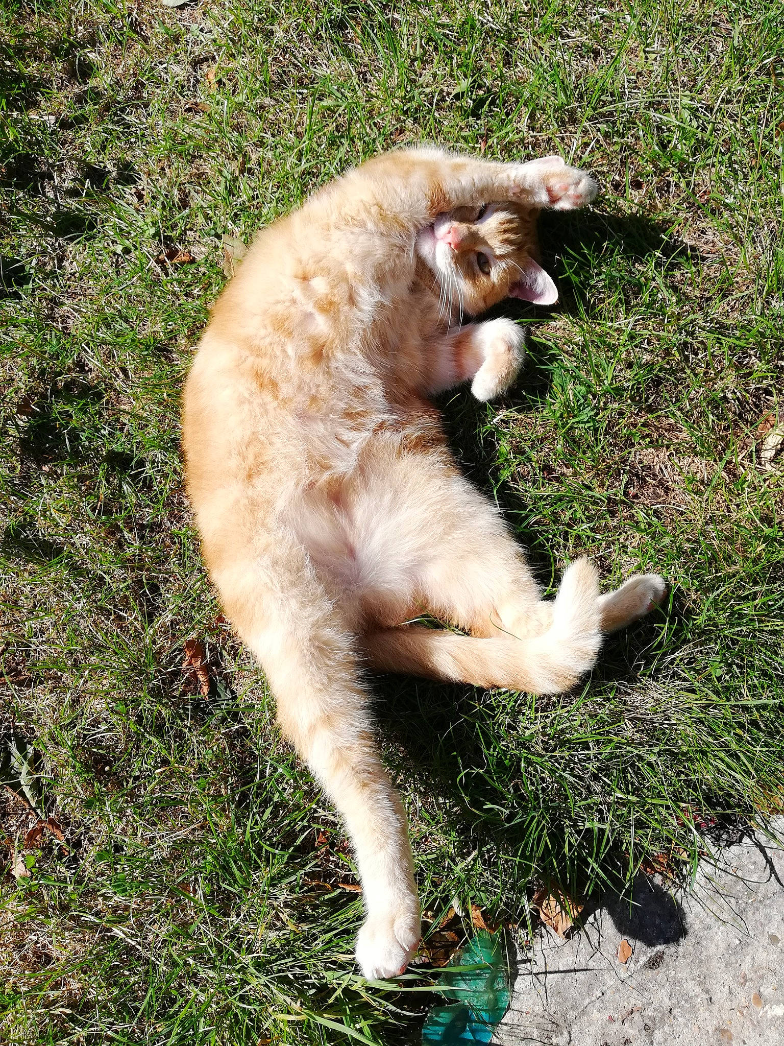 Numpty joined the competition — help win amazing prizes! canidae, carnivore, claw, companion_dog, dog, dog_breed, fawn, felidae, fur, grass, groundcover, paw, plant, small_to_medium_sized_cats, soil, sporting_group, tail, terrestrial_animal, whiskers, wildlife