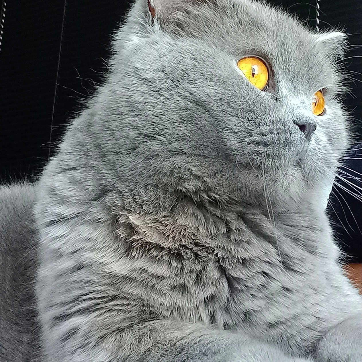 Racing participe au concours pour gagner de l'argent avec cette photo : alert, amber_eyes, animal, background_blur, calm, cat, close_up, cute, domestic_animal, feline, fluffy_fur, gray_cat, indoor, mammal, pet, portrait, resting, side_view, soft_texture, whiskers