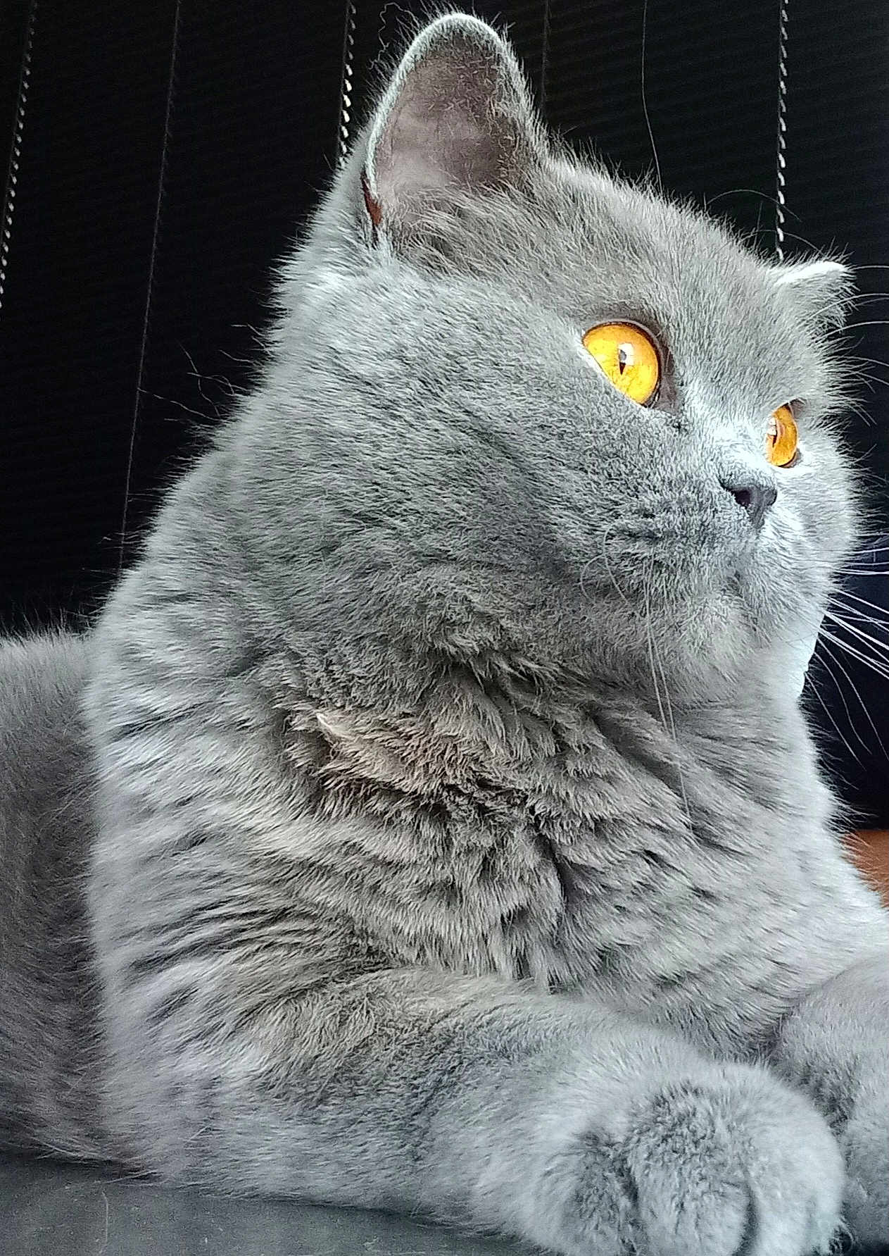 Racing participe au concours pour gagner de l'argent avec cette photo : alert, amber_eyes, animal, background_blur, calm, cat, close_up, cute, domestic_animal, feline, fluffy_fur, gray_cat, indoor, mammal, pet, portrait, resting, side_view, soft_texture, whiskers