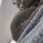 Racing participe au concours pour gagner de l'argent avec cette photo : animal, blanket, cat, closeup, cozy, cute, domestic_cat, fluffy, fur, gray_cat, indoor, mammal, orange_eyes, pet, pillow, relaxed, resting, sleeping, soft, whiskers