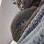 animal, blanket, cat, closeup, cozy, cute, domestic_cat, fluffy, fur, gray_cat, indoor, mammal, orange_eyes, pet, pillow, relaxed, resting, sleeping, soft, whiskers