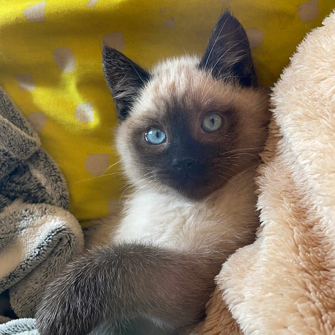 Blue participe au concours pour gagner de l'argent avec cette photo : animal, blanket, cat, kitten, manx, pet, quilt, siamese, towel