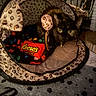 Mindy joined the competition — help win amazing prizes! animal, bell, black_cat, blanket, cage, candy, carpet, cat, collar, colorful, cozy, indoor, leopard_print, pet, pet_tent, portrait, reeses, sitting, toy, wide_eyes