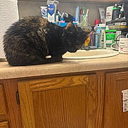 Mindy is registered to the contest to win money with this photo: animal, bathroom, black_cat, cabinet, cat, countertop, feline, funny, grooming, indoors, mirror, pet, portrait, sink, sitting, skincare, toiletries, toothbrushes, toothpaste, vanity