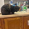 cat, black_cat, pet, feline, animal, sitting, bathroom, vanity, sink, mirror, countertop, toiletries, toothbrushes, toothpaste, skincare, grooming, cabinet, indoors, portrait, funny