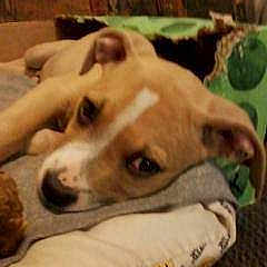 Migo is registered to the contest to win money with this photo: