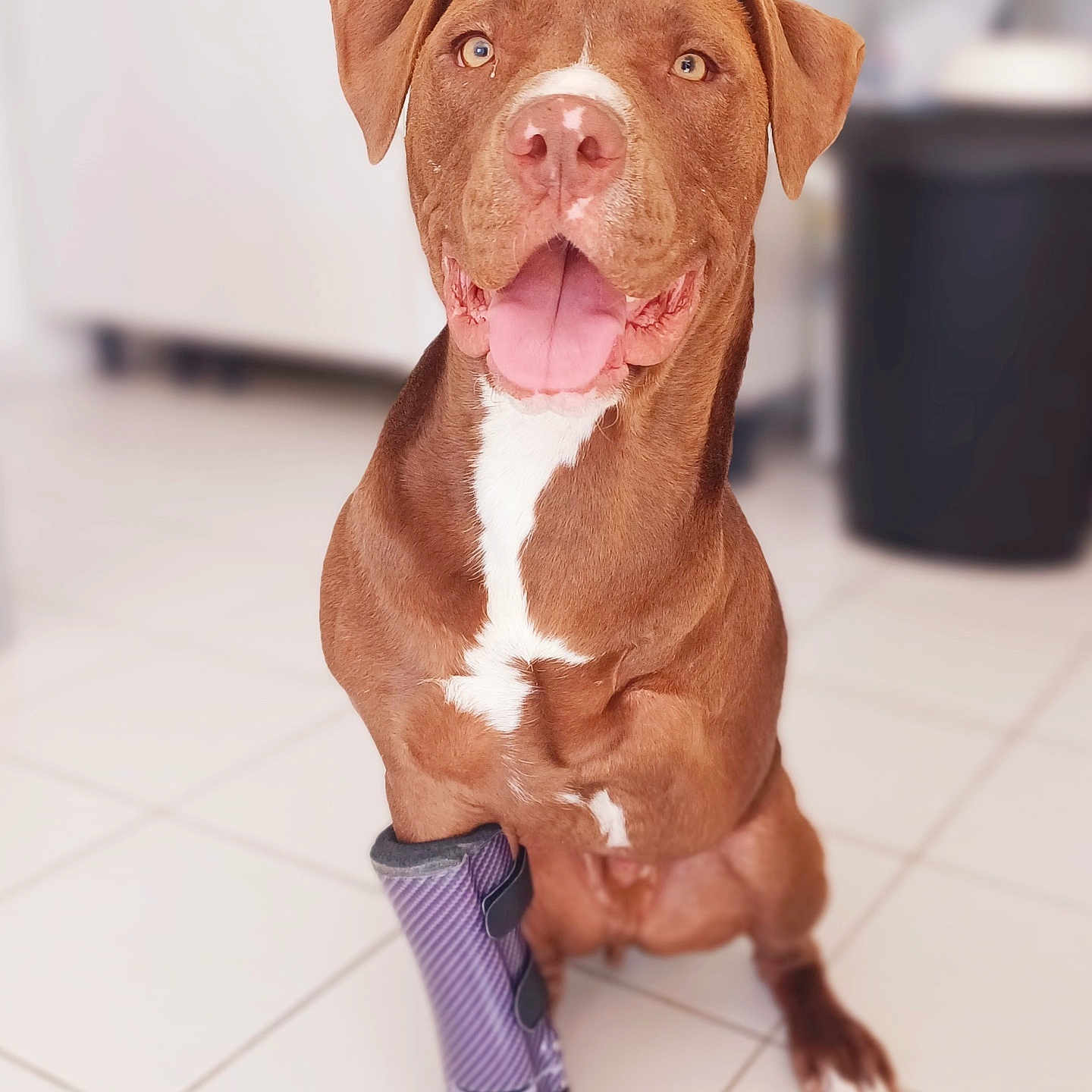 Ukko participe au concours pour gagner de l'argent avec cette photo : accessories, animal, boxer, bulldog, canine, dog, face, formalwear, head, hound, labradorretriever, person, pet, photography, pitbull, portrait, puppy, snout, strap, tie