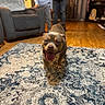 Kujo is registered to the contest to win money with this photo: armchair, blur_background, bookshelf, carpet, close_up, curtains, dog, front_paws, happy, hoodie, indoor, jeans, living_room, person, pet, rug, sofa, statue, tongue_out, wooden_floor
