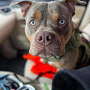 Kujo is registered to the contest to win money with this photo: attentive, blue_eyes, blurred_background, bokeh, car_interior, close_up, collar, curious, dog, indoor, nose, orange_toy, pet, pitbull, portrait, seat, shallow_depth_of_field, snout, toy, whiskers