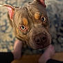 Kujo is registered to the contest to win money with this photo: dog, pitbull, pet, close_up, portrait, looking_up, brown_coat, eyes, nose, muzzle, ears, indoor, carpet, carpet_pattern, human_feet, bare_feet, blurred_background, shallow_depth_of_field, soft_lighting, curious_expression