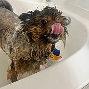 Felix joined the competition — help win amazing prizes! dog, wet, bathtub, soap, bath, tongue, licking, fur, pet, animal, cute, expression, indoor, cleaning, water, bathroom, white, closeup, funny, messy