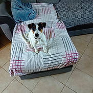 Acasia a rejoint le concours — aidez-le/la à gagner de superbes lots ! dog, puppy, couch, blanket, throw, indoor, tile_floor, pet, small_dog, sitting, curious, furniture, home, cozy, patterned_blanket, black_and_white_dog, brown_patch, looking_up, domestic, companion