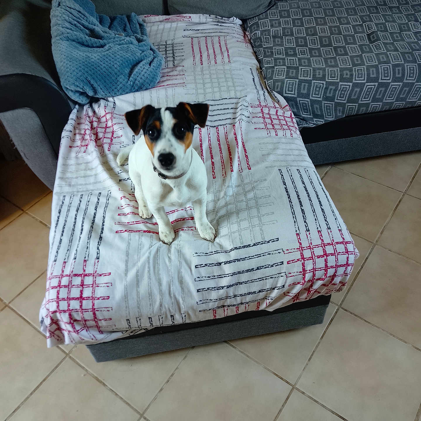 Acasia a rejoint le concours — aidez-le/la à gagner de superbes lots ! dog, puppy, couch, blanket, throw, indoor, tile_floor, pet, small_dog, sitting, curious, furniture, home, cozy, patterned_blanket, black_and_white_dog, brown_patch, looking_up, domestic, companion