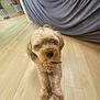 dog, indoor, wooden_floor, curly_fur, pet, couch, gray_couch, flooring, domestic_animal, canine, collar, fur, animal, resting, looking_at_camera, home_interior, plant, potted_plant, relaxed, light