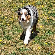 Oslo participe au concours pour gagner de l'argent avec cette photo : dog, australian_shepherd, grass, flowers, outdoor, animal, pet, walking, nature, field, sunlight, fur, canine, mammal, summer, daytime, flora, green, yellow, portrait