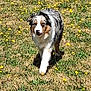 dog, australian_shepherd, grass, flowers, outdoor, animal, pet, walking, nature, field, sunlight, fur, canine, mammal, summer, daytime, flora, green, yellow, portrait