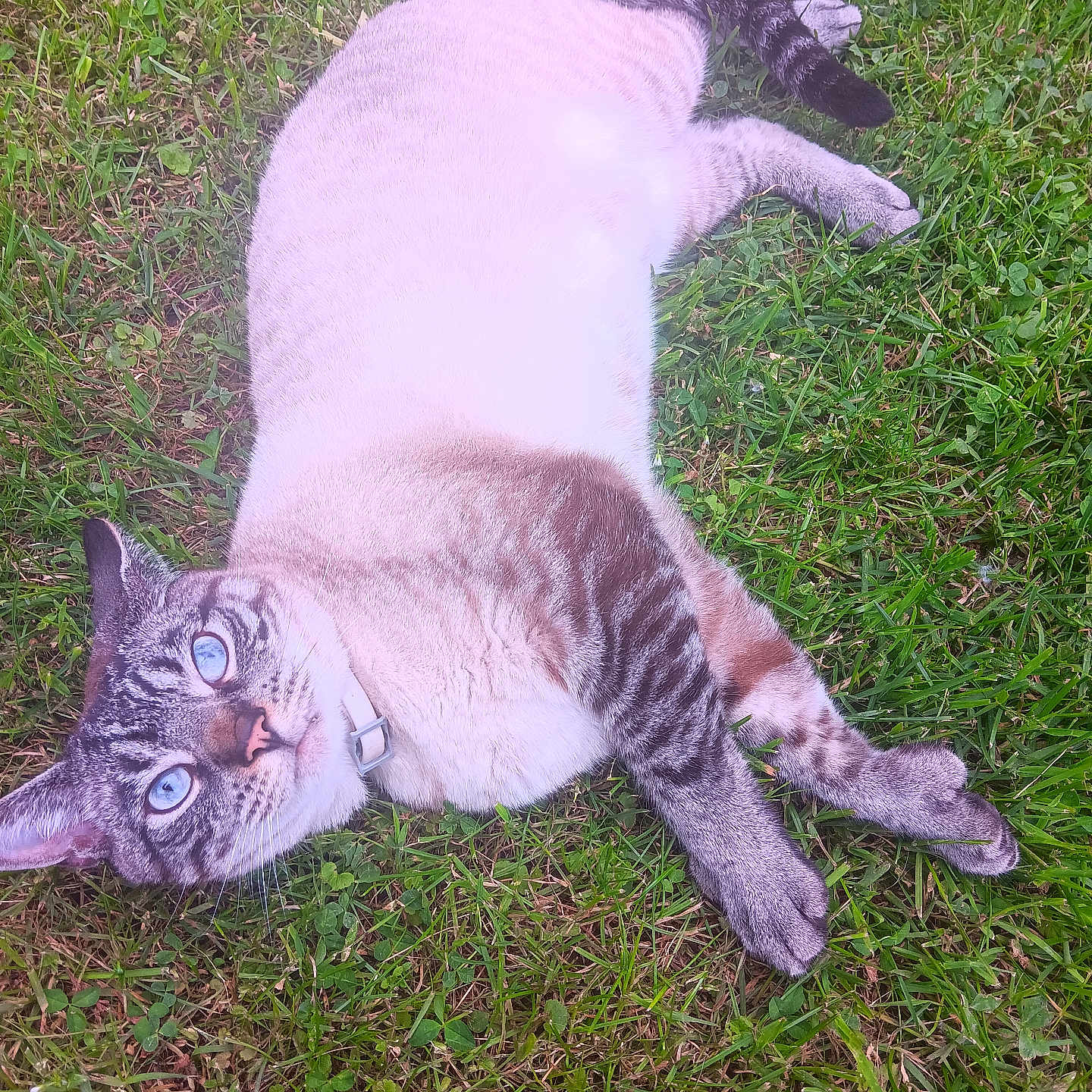 Leo joined the competition — help win amazing prizes! animal, blue_eyes, cat, closeup, collar, cute, daylight, domestic_cat, fur, grass, greenery, lying_down, mammal, nature, outdoor, pet, relaxed, striped, tabby, whiskers