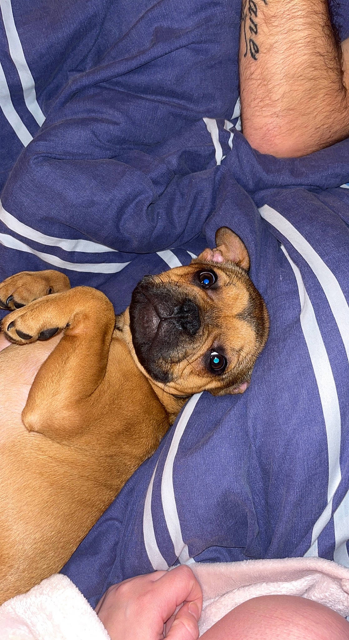 Saiko a rejoint le concours — aidez-le/la à gagner de superbes lots ! canidae, carnivore, comfort, companion_dog, couch, dog, dog_breed, dog_clothes, ear, elbow, fawn, fur, mammal, snout, sporting_group, terrestrial_animal, toy_dog, whiskers, working_animal, wrist