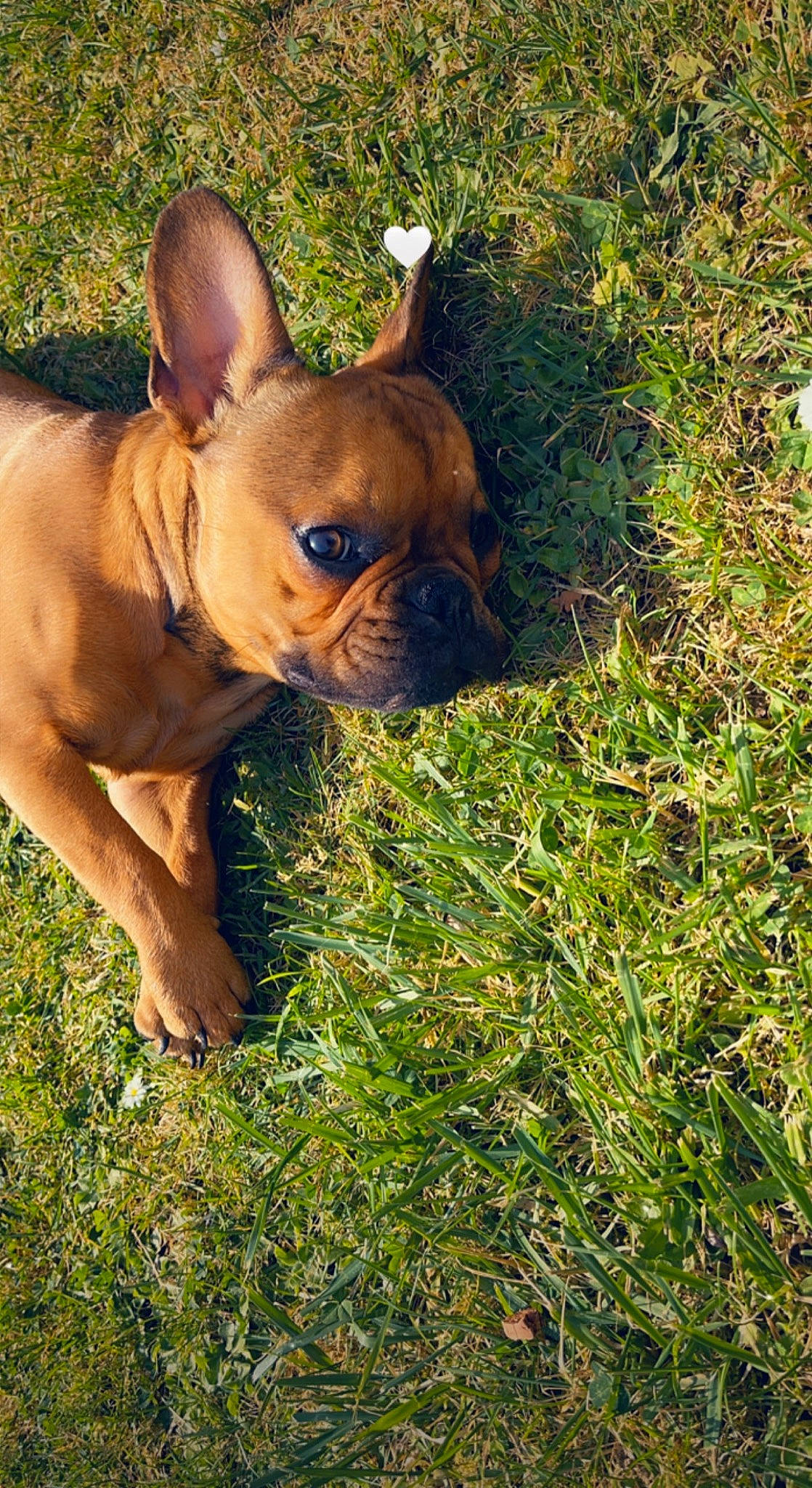 Saiko a rejoint le concours — aidez-le/la à gagner de superbes lots ! adventure, bulldog, canidae, carnivore, companion_dog, dog, dog_breed, ear, fawn, grass, groundcover, liver, plant, snout, sporting_group, terrestrial_animal, toy_dog, whiskers, working_animal, wrinkle