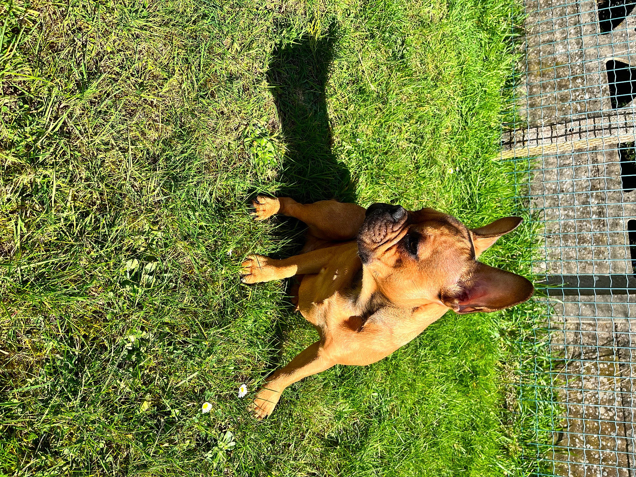 Saiko a rejoint le concours — aidez-le/la à gagner de superbes lots ! canidae, carnivore, companion_dog, dog, dog_breed, fawn, fun, grass, grass_family, groundcover, happy, lawn, leisure, mammal, people_in_nature, plant, shrub, sporting_group, tail, vertebrate