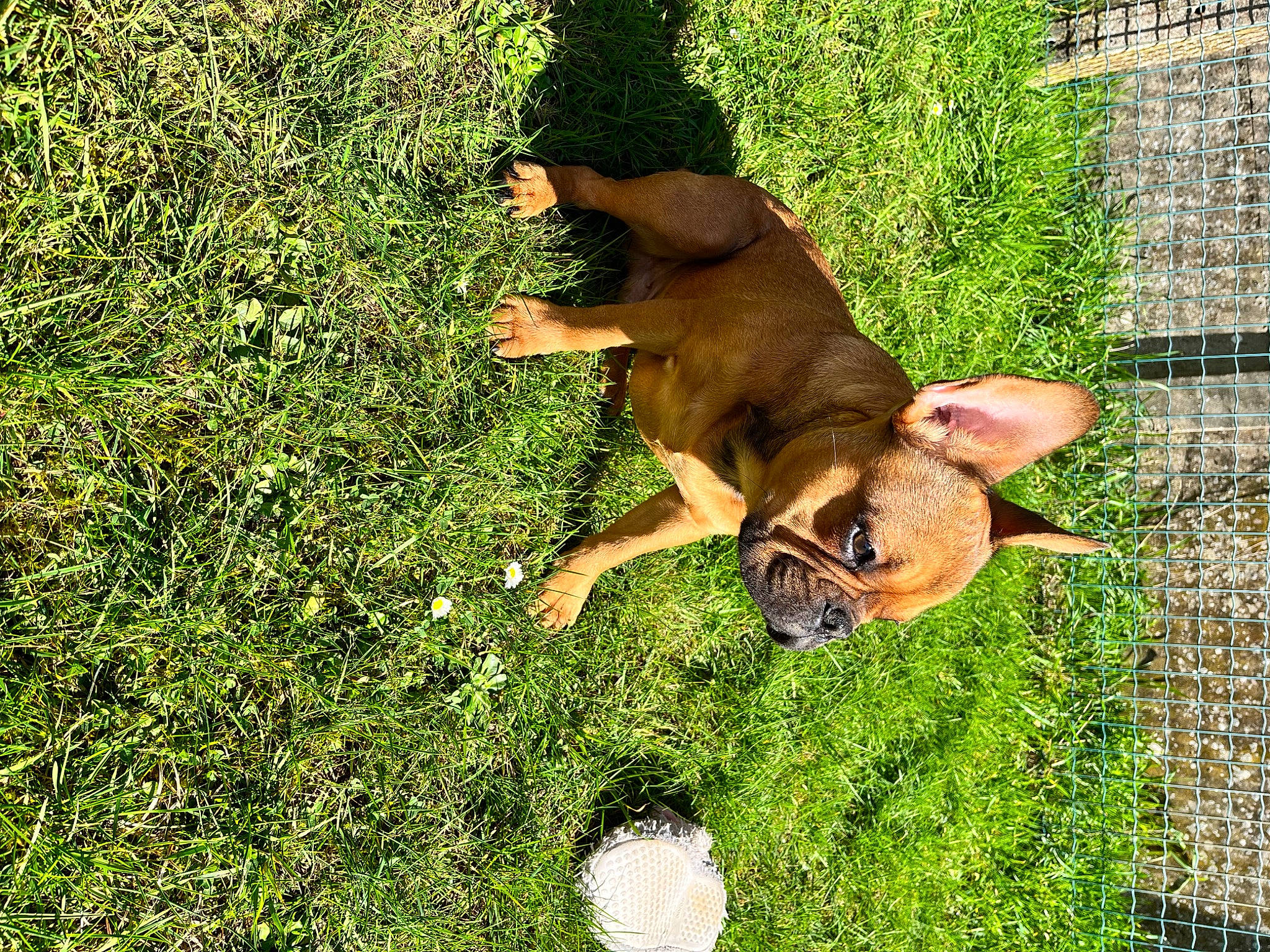 Saiko a rejoint le concours — aidez-le/la à gagner de superbes lots ! canidae, carnivore, companion_dog, dog, dog_breed, fawn, grass, grassland, groundcover, guard_dog, lawn, pasture, people_in_nature, plant, shrub, snout, tail, terrestrial_animal, working_animal, working_dog