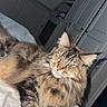 cat, fluffy, tabby, green_eyes, bed, indoor, furniture, cabinet, relaxed, pet, animal, fur, whiskers, home, resting, cozy, cute, mammal, sleepy, portrait