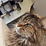 cat, tabby, fluffy, indoor, pet, feline, green_eyes, whiskers, closeup, portrait, relaxed, window, blinds, cat_tree, fur, muzzle, domestic_cat, animal, cozy, resting